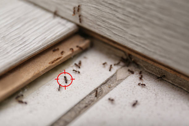 Best Pest Removal Services  in Biltmore, TN