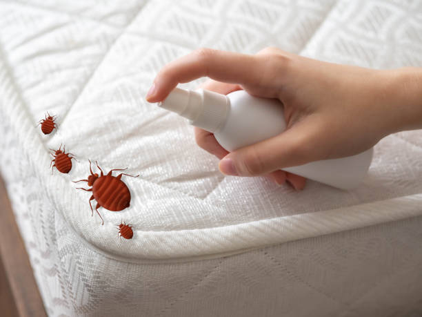 Wasp Removal Services in Biltmore, TN