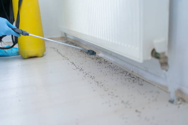 Best Ant Control Services  in Biltmore, TN